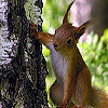 Cute tired squirrels slide puzzle