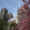 Jigsaw: Notre Dame Flowers